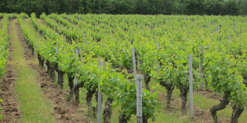 Vignoble Les Rochelles