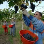 Vendange dans les abruzze