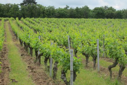 Vignoble Les Rochelles